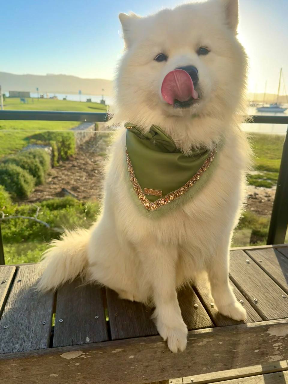 Gio, a white Samoyed in a sage bandana, at golden hour by the harbour